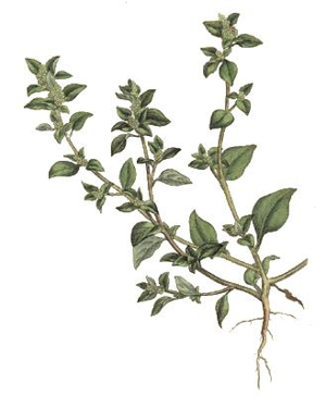 Chenopodium vulvaria - Woodville.jpg © Commons