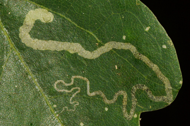 Stigmella basiguttella (Heinemann, 1862) &copy; Hans Jonkman