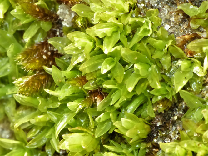 Encalypta streptocarpa Hedw., 1801 &copy; Koen Verhoogt