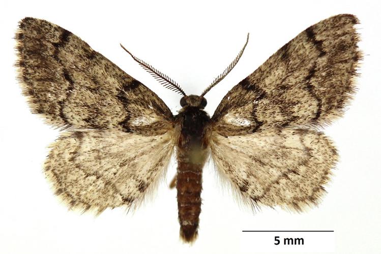 Tephronia sepiaria (Hufnagel, 1767) &copy; De Prins Guido