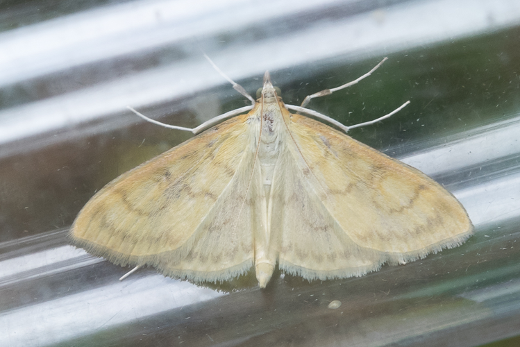 Paratalanta hyalinalis (Hübner, 1796) &copy; Steeman Chris