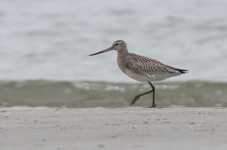 Limosa lapponica (Linnaeus, 1758) &copy; Wijnand van Buuren