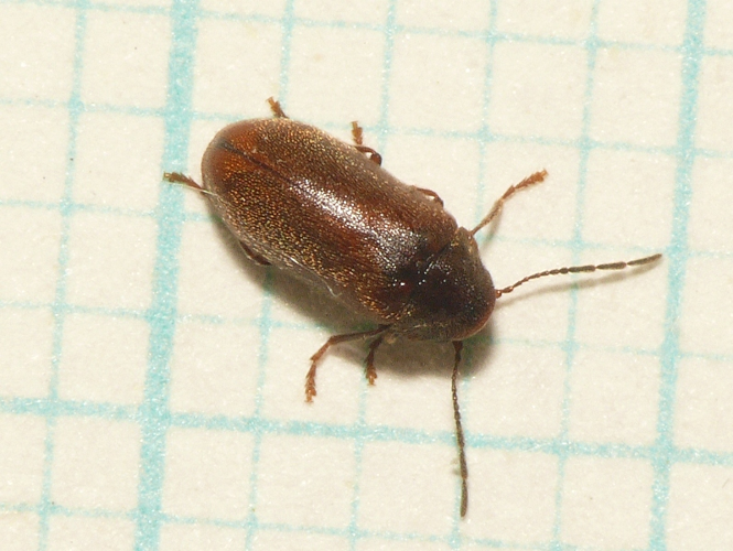 Ernobius abietis (Fabricius, 1792) &copy; Dick Belgers