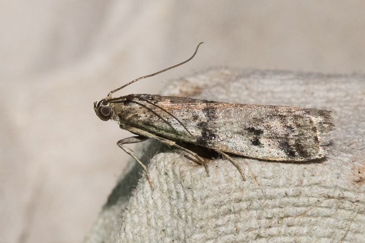 Ephestia welseriella (Zeller, 1848) &copy; Steeman Chris
