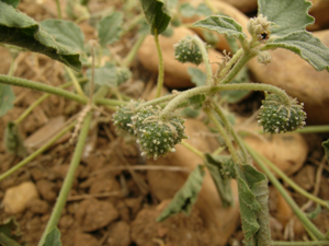 ChrozophoraTinctoria.JPG © Solanum