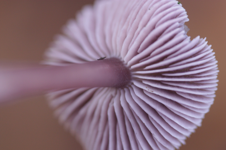 Mycena pura (Pers.) P.Kumm., 1871 &copy; Tjerk Nawijn
