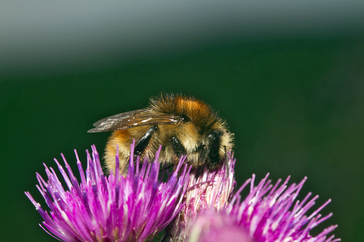 Bombus humilis Illiger, 1806 &copy; John Smit