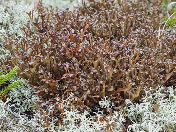 Cetraria islandica, DMS-9197501 &copy; Jens H. Petersen