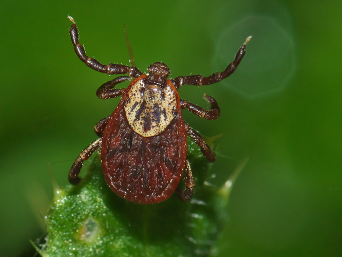 Dermacentor reticulatus (Fabricius, 1794) &copy; Jur Heijnen