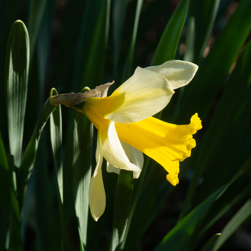 Narcissus pseudonarcissus subsp. pseudonarcissus L., 1753 &copy; Wijnand van Buuren