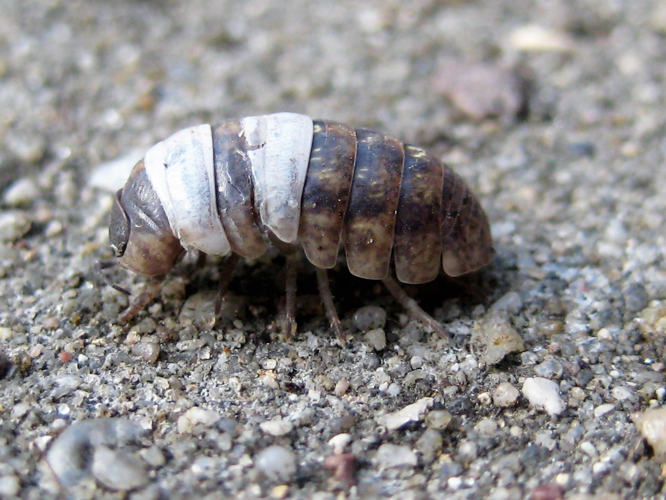 Armadillidium vulgare (Latreille, 1804) &copy; Martien van den Heuvel