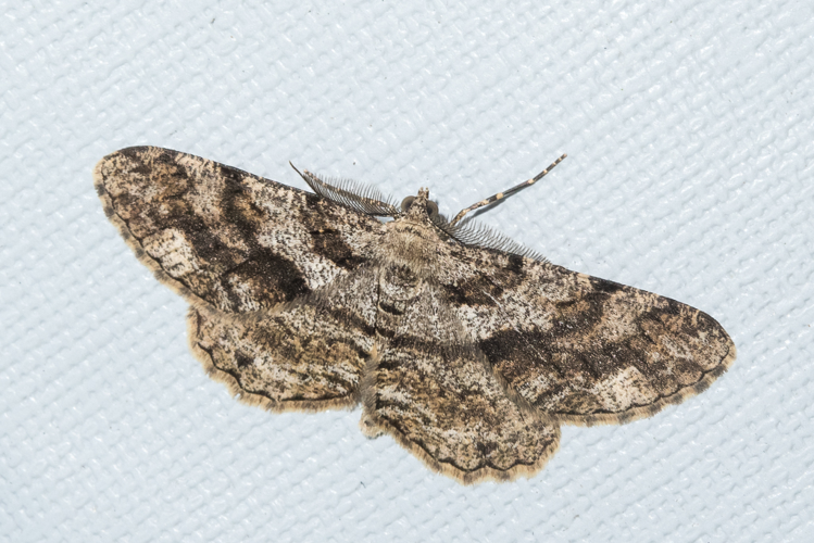 Peribatodes secundaria (Denis & Schiffermüller, 1775) &copy; Steeman Chris