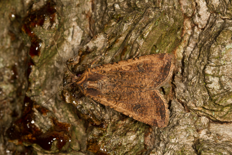 Peridroma saucia (Hübner, 1808) &copy; Sandra Lamberts