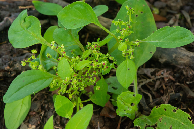 Lipandra polysperma (L.) S.Fuentes, Uotila & Borsch, 2012 &copy; Wijnand van Buuren