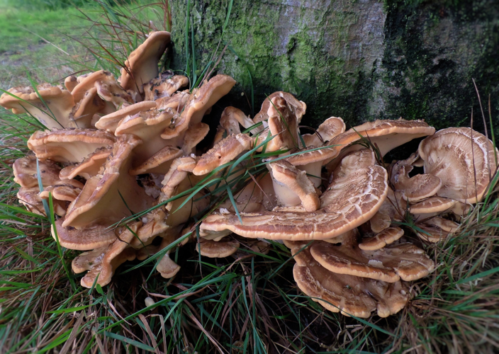 Meripilus giganteus (Pers.) P.Karst., 1882 &copy; Ab Neutel