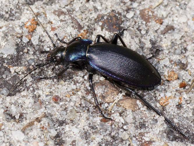 Carabus violaceus purpurascens Fabricius, 1787 &copy; Hans Jonkman