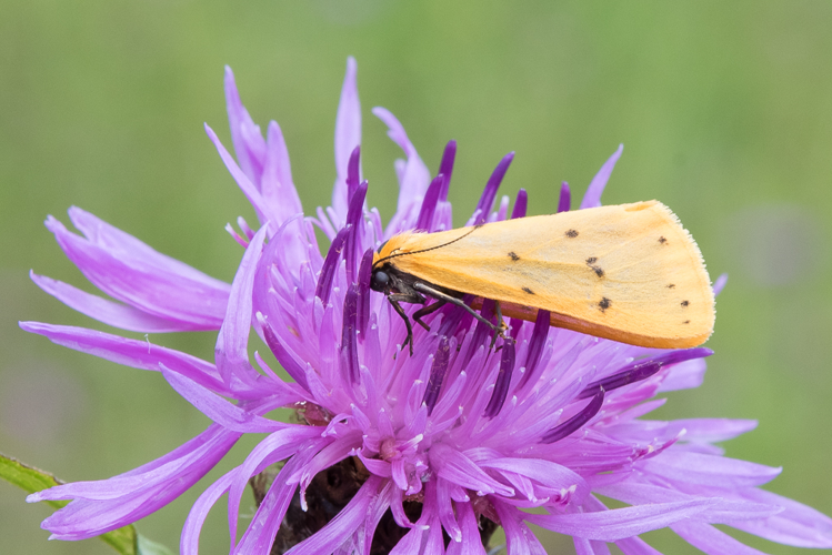 Setina irrorella (Linnaeus, 1758) &copy; Steeman Chris