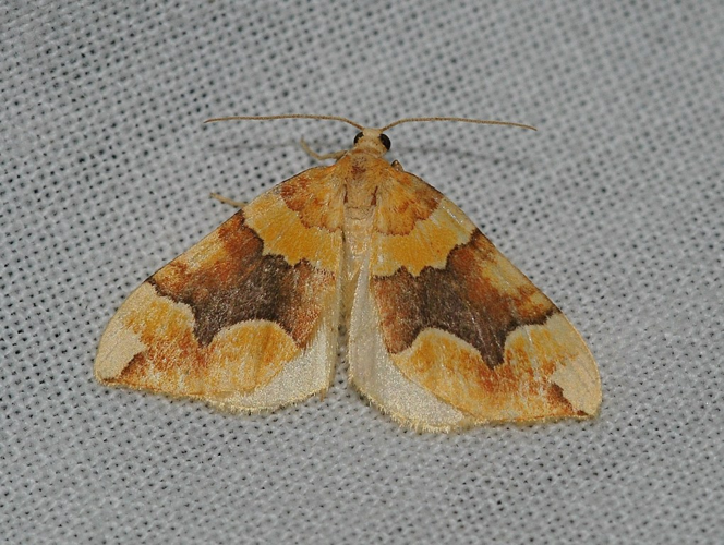 Cidaria fulvata (J.R. Forster, 1771) &copy; Louis Westgeest
