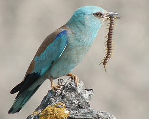 European roller.jpg © Christian Svane (csv)