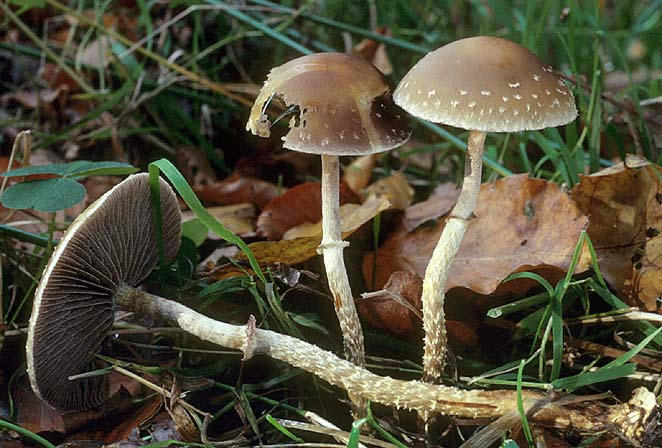 Leratiomyces squamosus, JHP-82.369 &copy; MycoKey / Jens H. Petersen