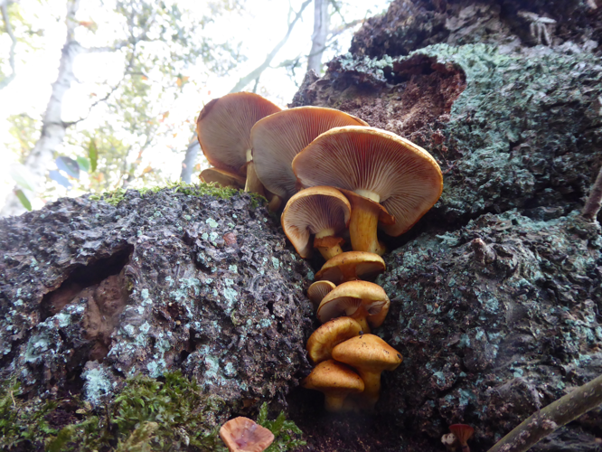 Gymnopilus junonius (Fr.) P.D.Orton, 1960 &copy; Tjerk Nawijn