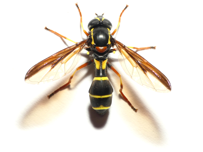 Doros profuges (Harris, 1780) &copy; Dick Belgers