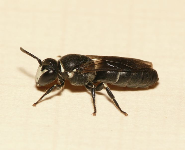 Hylaeus punctulatissimus Smith, 1843 &copy; Dick Belgers