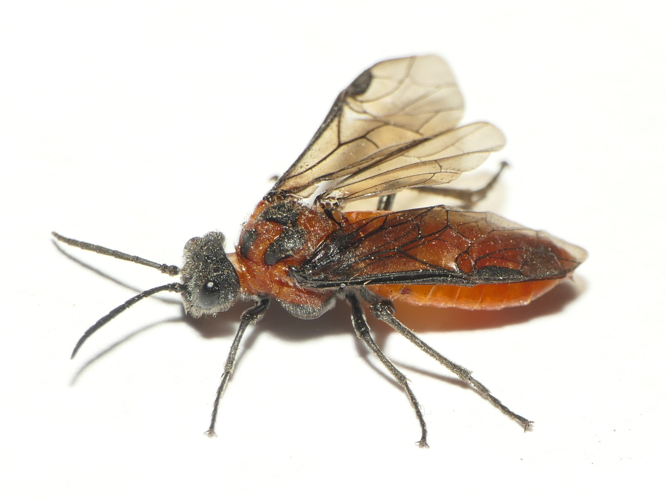 Dolerus triplicatus (Klug, 1818) &copy; Dick Belgers