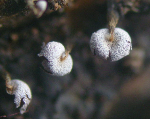 Physarum album (Bull.) Chevall., 1826 &copy; Tjerk Nawijn