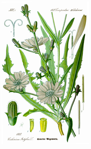 Illustration Cichorium intybus0 clean.jpg © Original book source: Prof. Dr. Otto Wilhelm Thomé Flora von Deutschland, Österreich und der Schweiz 1885, Gera, Germany
