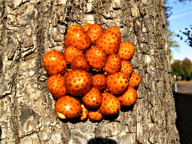 Pholiota limonella (Peck) Sacc., 1887 &copy; Martien van den Heuvel
