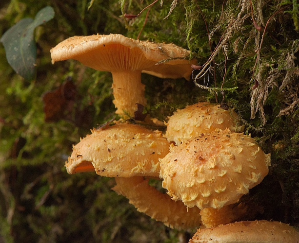 Pholiota flammans (Batsch) P.Kumm., 1871 &copy; Wijnand van Buuren