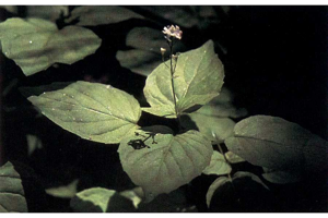 Circaea alpina.jpg © Joe F. Duft