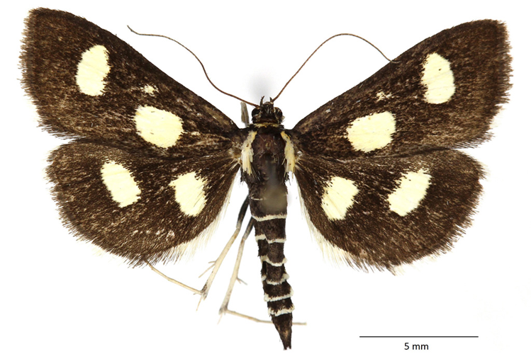 Anania funebris (Strøm, 1768) &copy; De Prins Willy