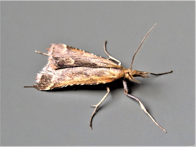 Synaphe punctalis (Fabricius, 1775) &copy; Martien van den Heuvel