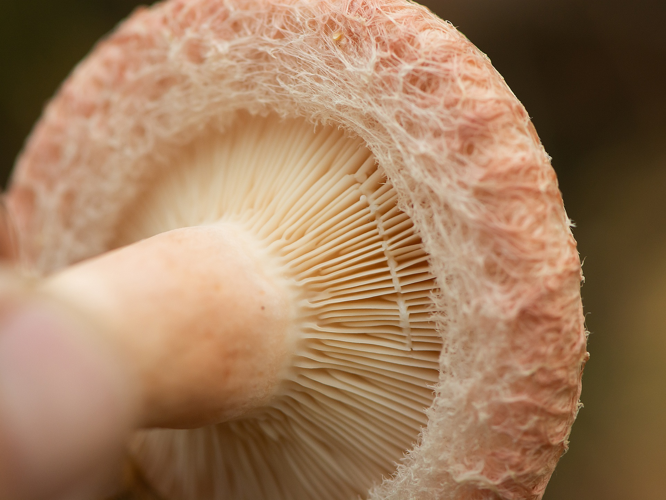 Lactarius torminosus (Schaeff.) Pers., 1797 &copy; Wijnand van Buuren