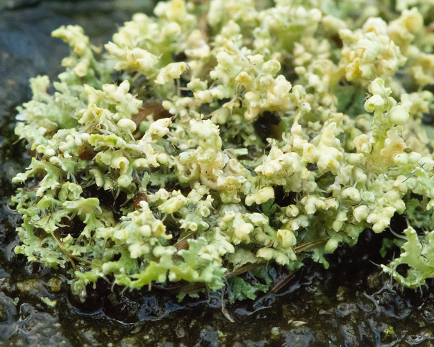 Physcia adscendens H.Olivier, 1882 &copy; Wijnand van Buuren