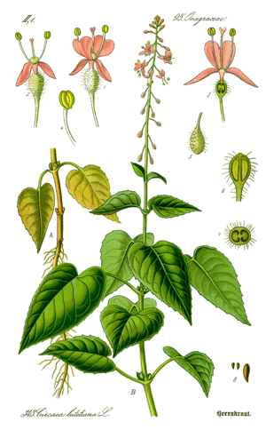 Illustration Circaea lutetiana0 clean.jpg © User:Kilom691