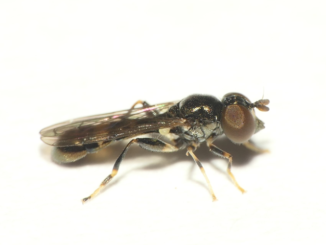 Neoascia tenur (Harris, 1780) &copy; Dick Belgers