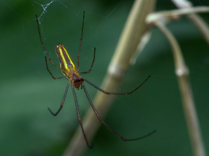 Tetragnatha montana Simon, 1874 &copy; Henk van Woerden