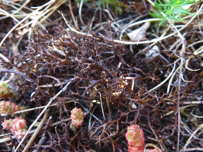 Cetraria aculeata, DMS-9317396 &copy; Tom Smidth