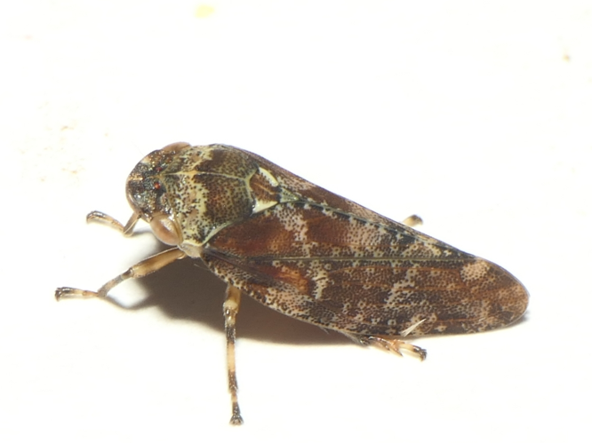 Aphrophora corticea Germar, 1821 &copy; Dick Belgers