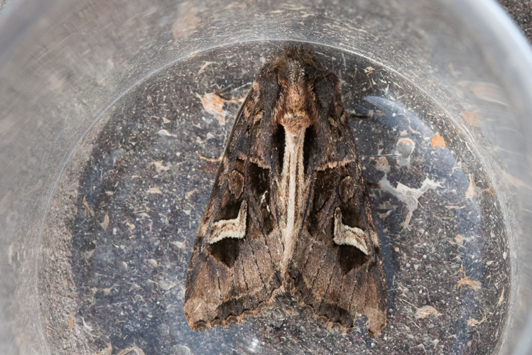 Trigonophora flammea (Esper, 1785) &copy; Steeman Chris