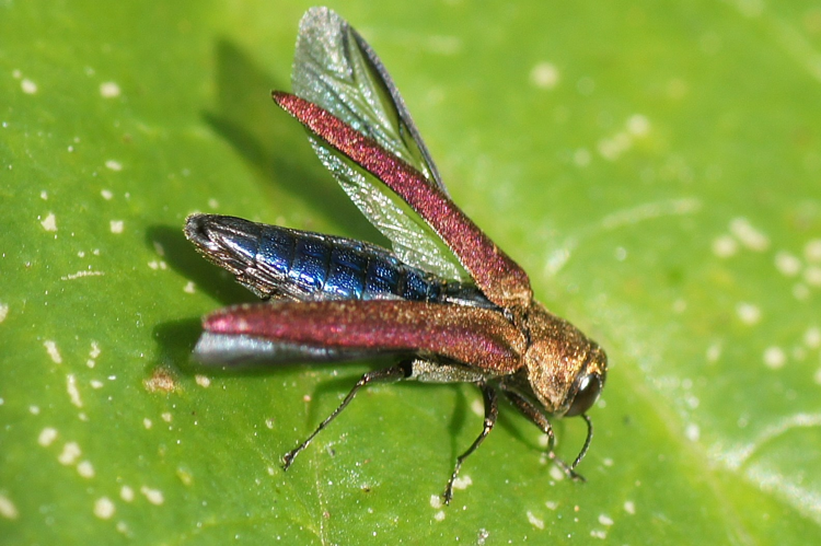 Agrilus sinuatus (Olivier, 1790) &copy; Thijs de Graaf