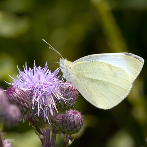 Pieris.rapae.6834.jpg © picture taken by Olaf Leillinger
