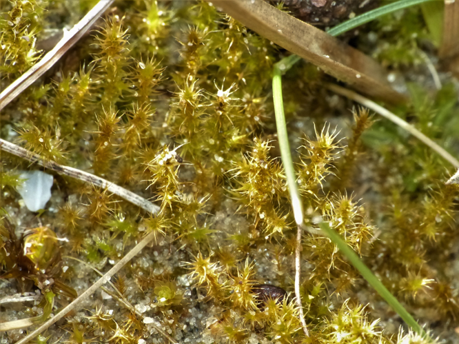Campyliadelphus chrysophyllus (Brid.) R.S.Chopra &copy; Koen Verhoogt