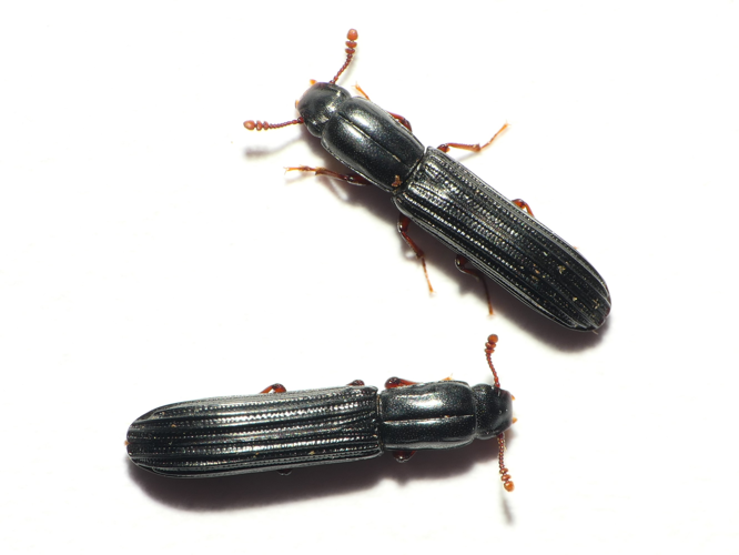 Colydium elongatum (Fabricius, 1787) &copy; Dick Belgers