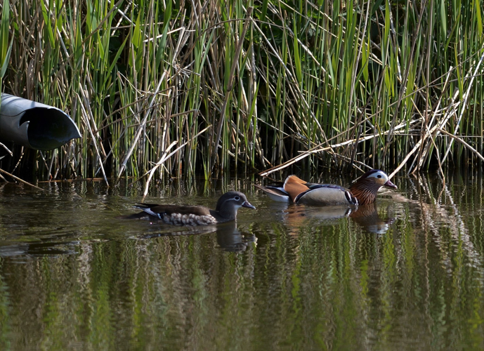 Aix galericulata (Linnaeus, 1758) &copy; Louis Westgeest