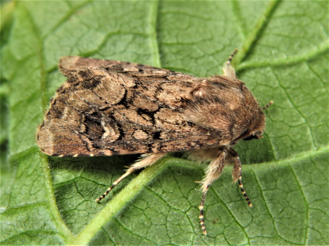 Luperina testacea (Denis & Schiffermüller, 1775) &copy; Martien van den Heuvel