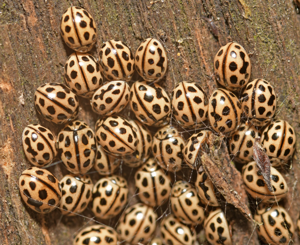 Tytthaspis sedecimpunctata (Linnaeus, 1761) &copy; Bas van Hulst-Kuiper